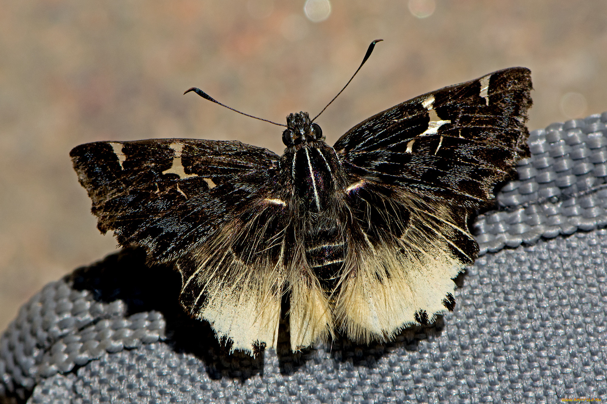 darpa hanria - hairy angle, , ,  ,  , 